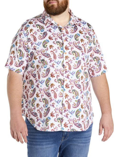 Robert Graham Dxl Big & Tall Tangier Paisley Print Sport Shirt In Red