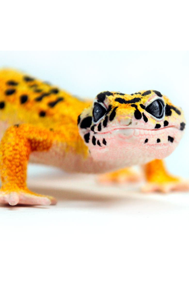 Safari Ltd. Leopard Gecko Toy, Alternate, color, NO COLOR