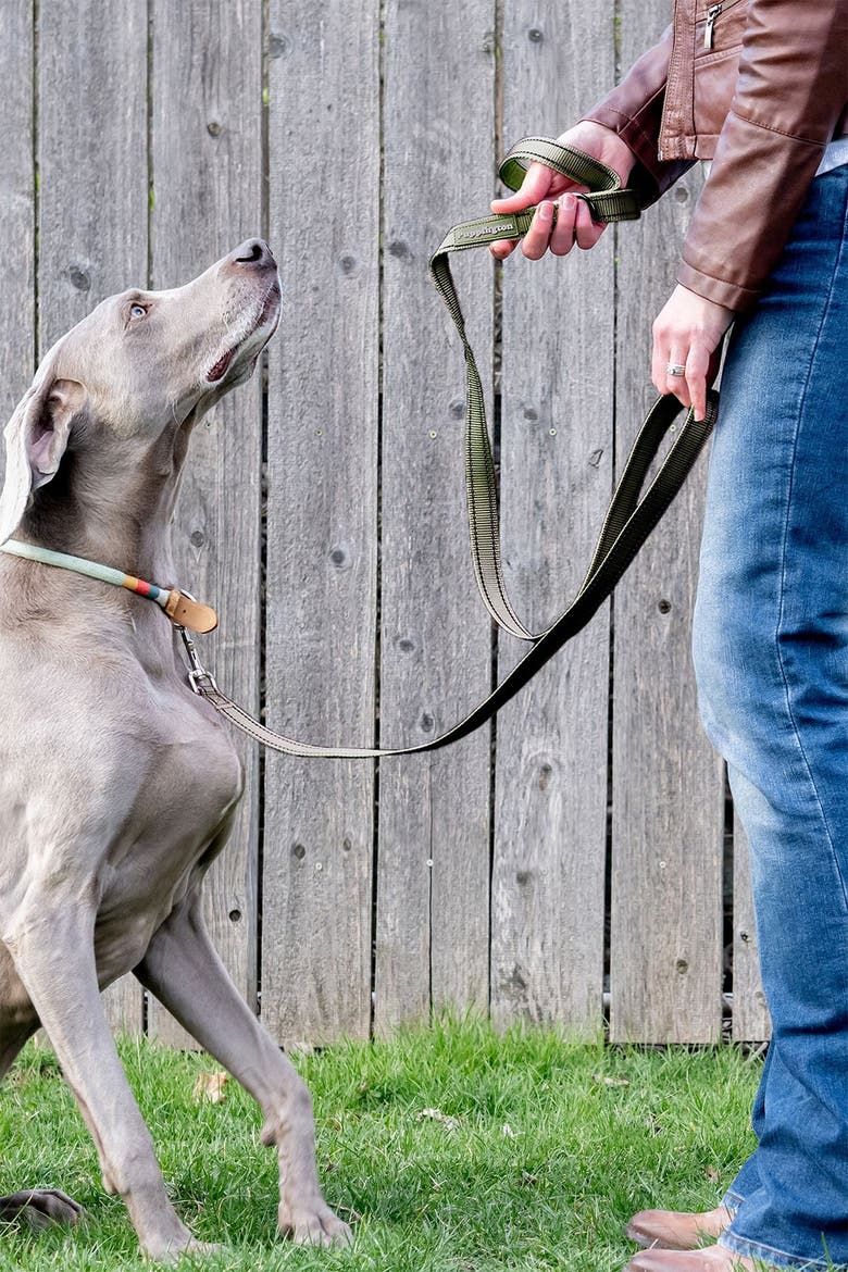 Reflective Leash | Nordstrom