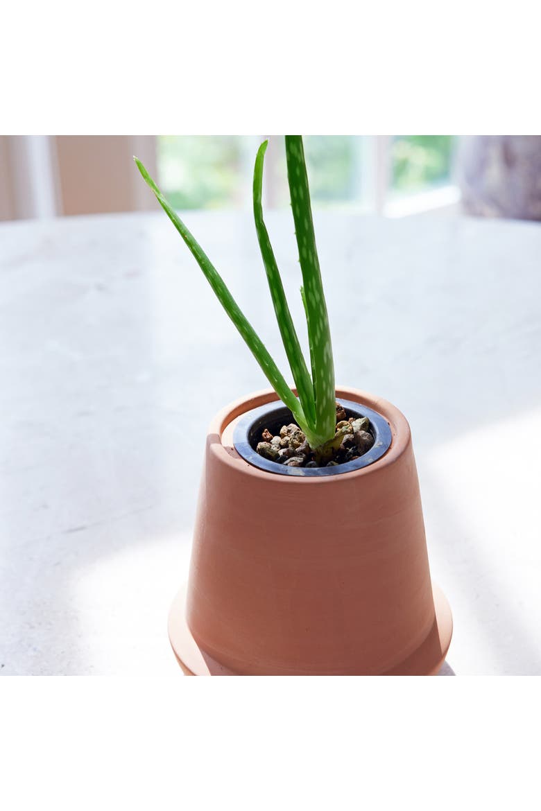 Terracotta Grow Kit, Alternate, color, Aloe