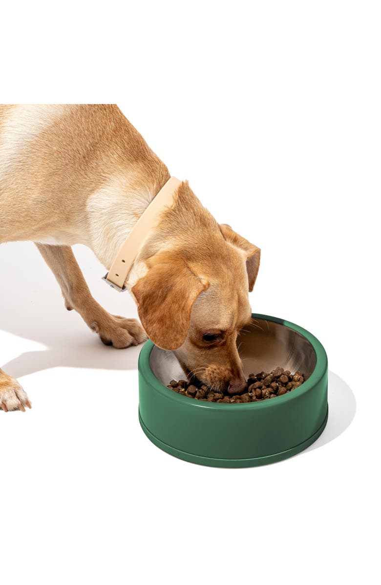 Wild One Pet Food Bowl, Main, color,