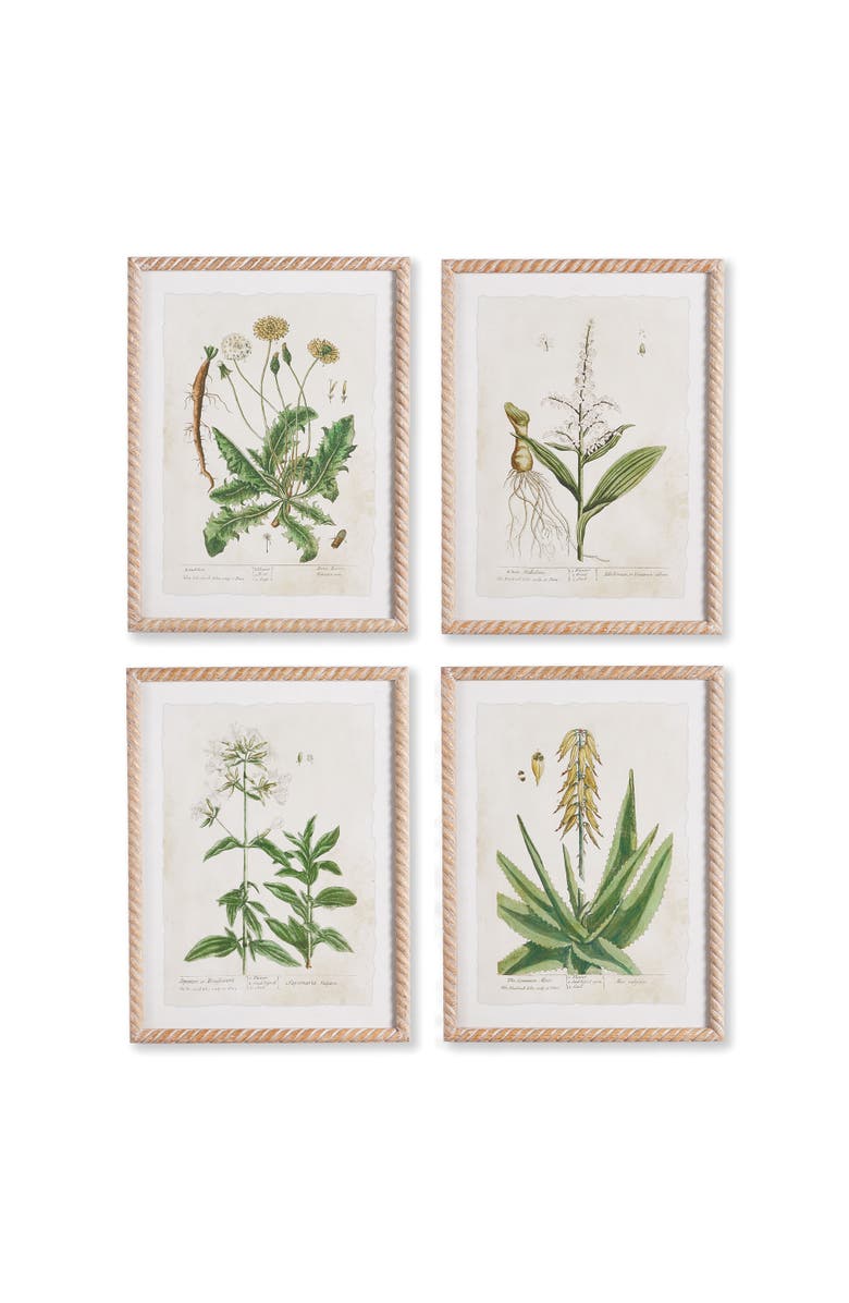 Napa Home & Garden Vintage Botanical Study Set of 4, Main, color, Green