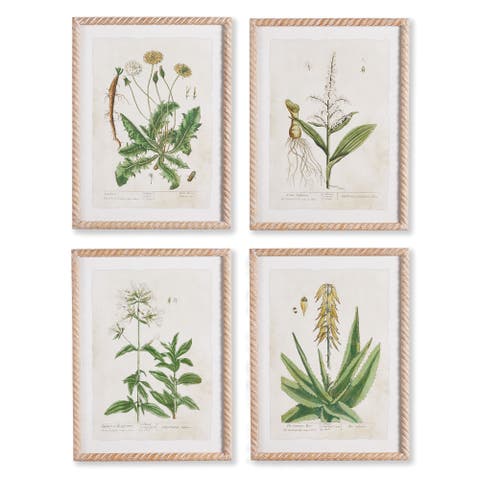 Vintage Botanical Study Set of 4