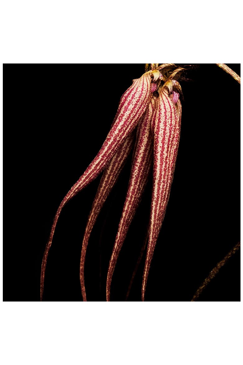 Bal d'Afrique Absolu de Parfum, Alternate, color, NO COLOR