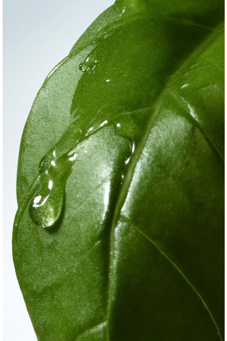 Basil & Hinoki Body Lotion, Alternate, color, REGULAR