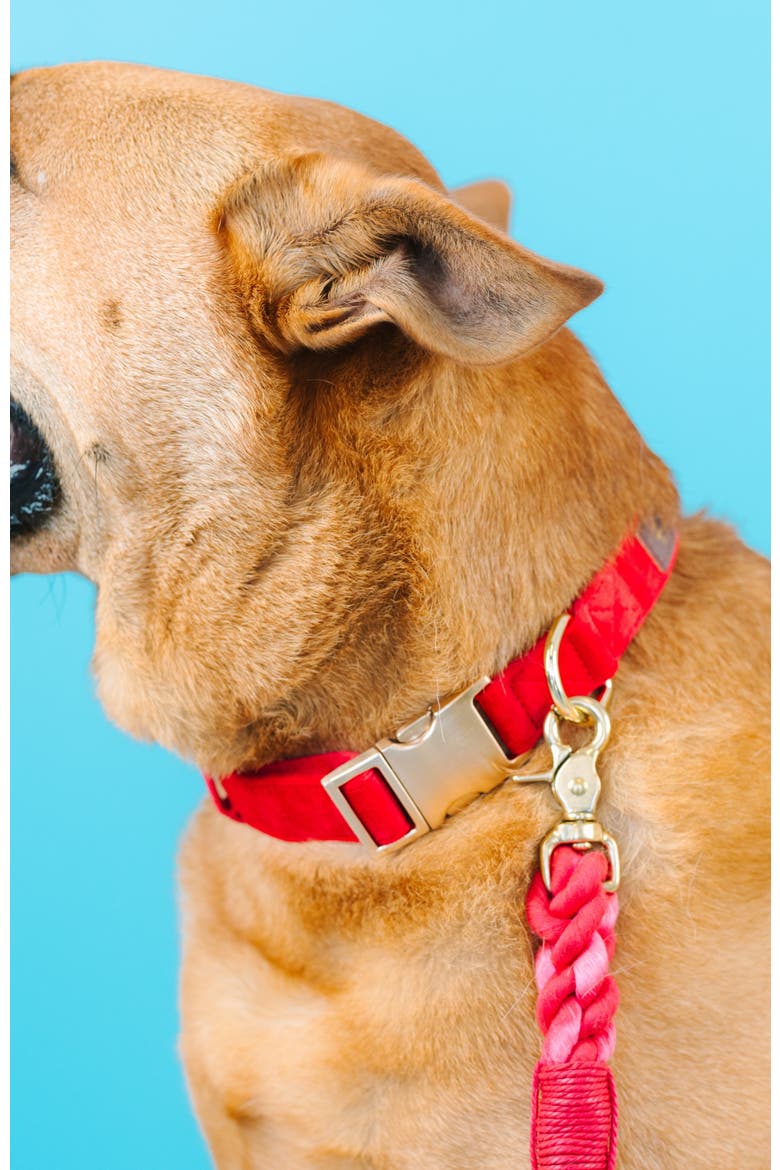 Blaze Dog Collar, Alternate, color, Blaze