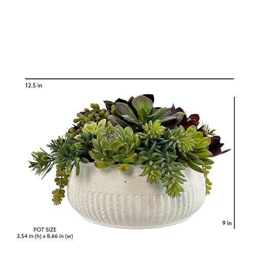Cg Hunter 12" Succulent Arrangement In White
