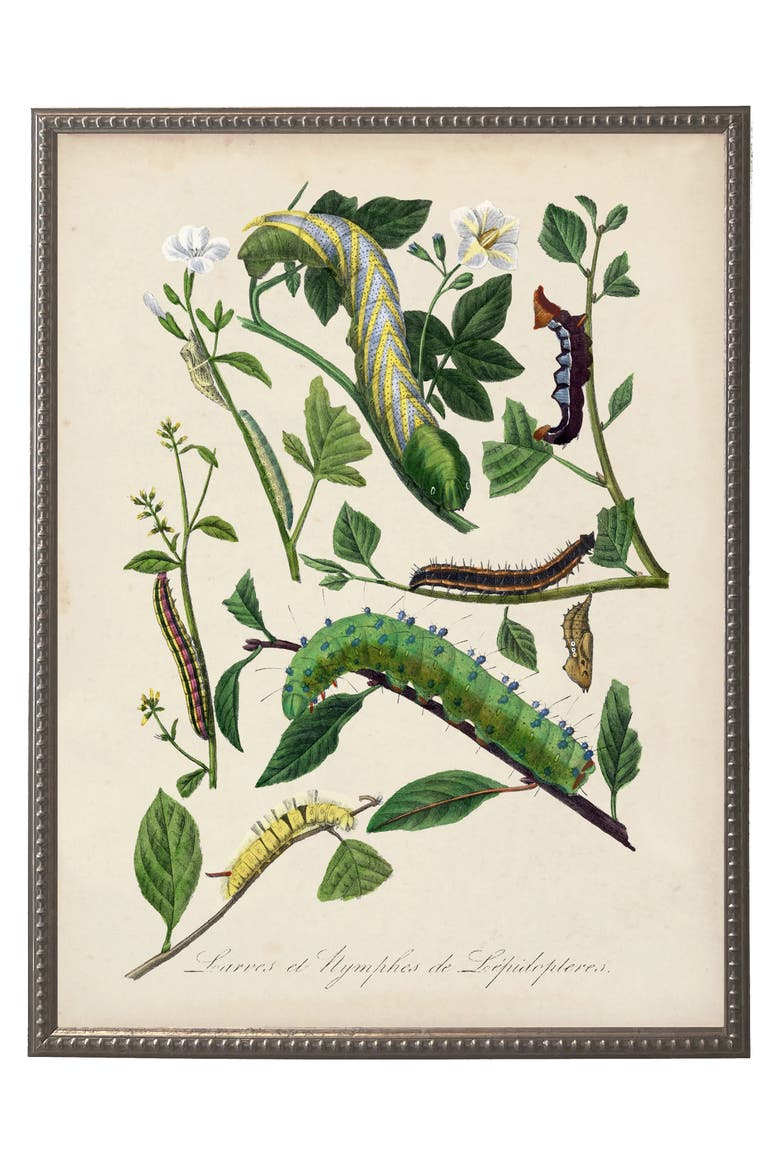 Antique Curiosities Vintage Caterpillar And Flower Print On A ...