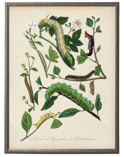 Vintage Caterpillar And Flower Print On A Distressed Background In Frame