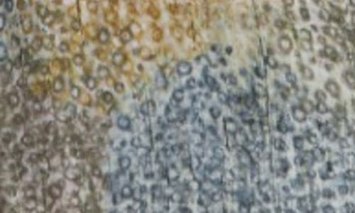 Apny Mixed Media Peasant Top In Beige Multi