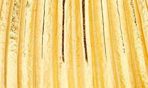Kenneth Jay Lane Ribbed Teardrop Huggie Earrings In Gold