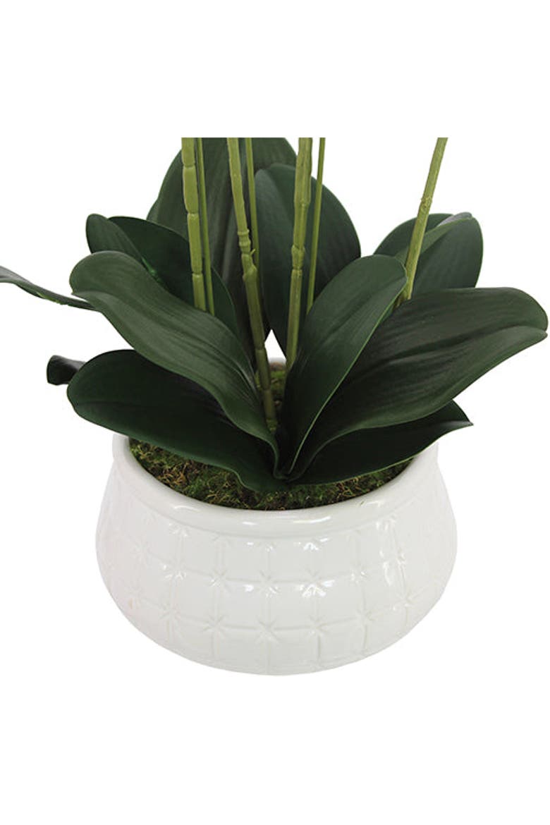 23" Phale Orchid, Alternate, color, Purple