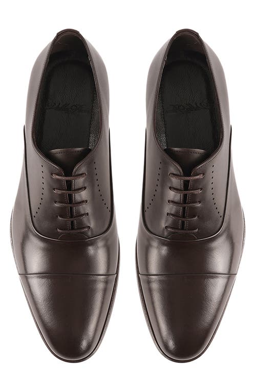 Vellapais Dinero Perforated Oxford In Dark Brown