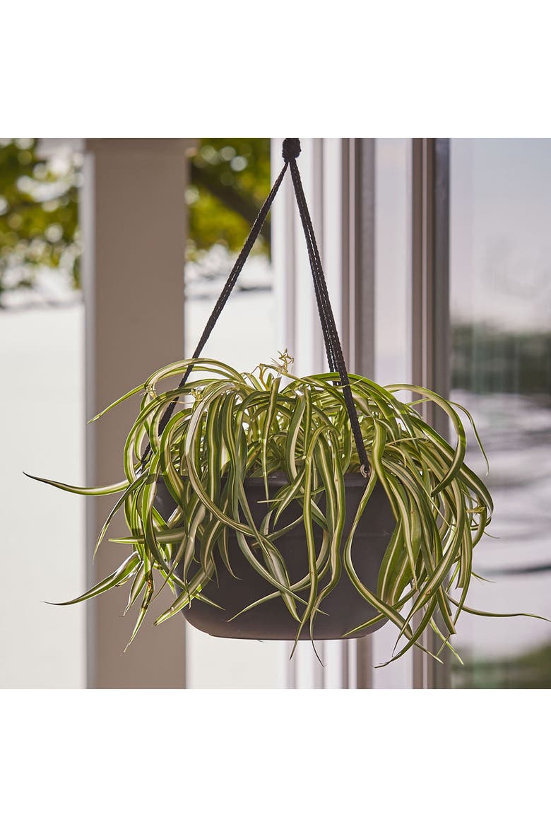 Dura Cotta Self Watering Hanging Basket Planter 12 Inch Black, Alternate, color, Black