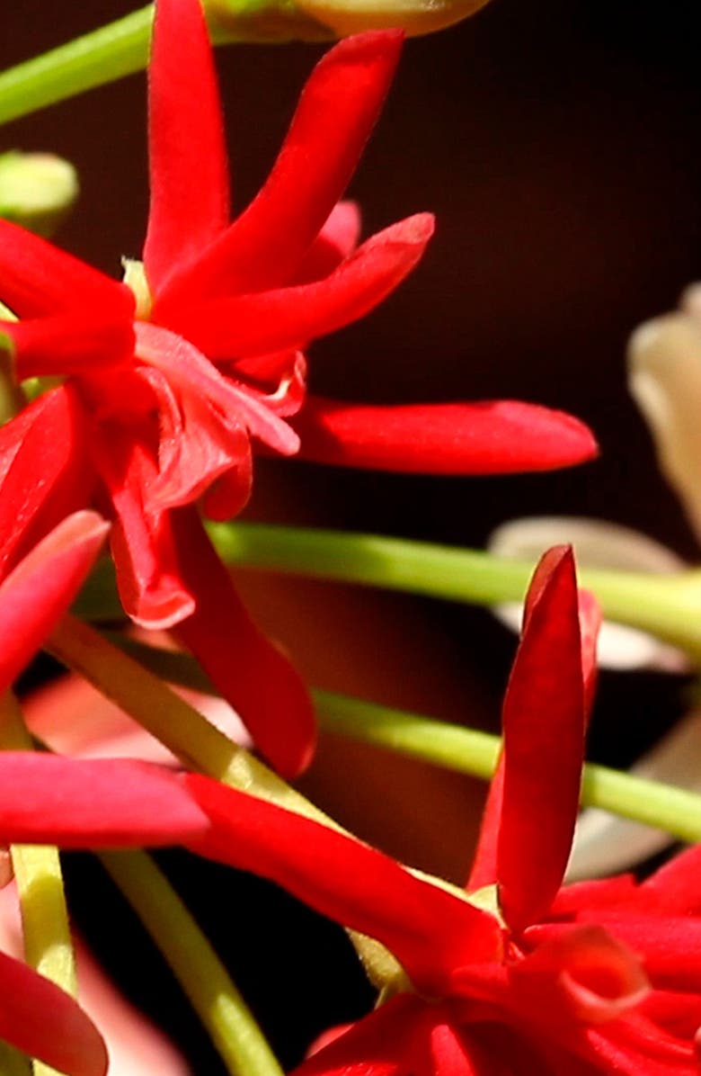 Gucci Bloom Eau de Parfum Set, Alternate, color,