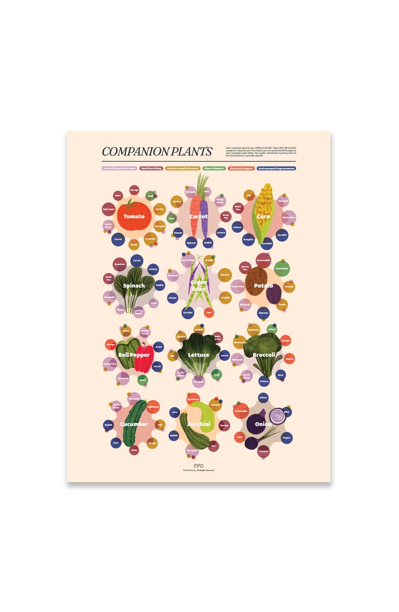 Fun Fact Co. Companion Plants Giclée Print, Main, color, Multi
