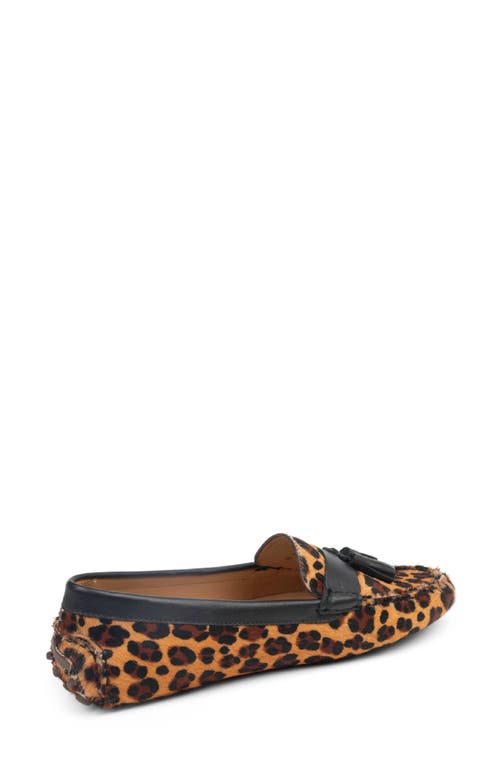 Patricia Green Jordan Moc Toe Tassel Loafer In Brown
