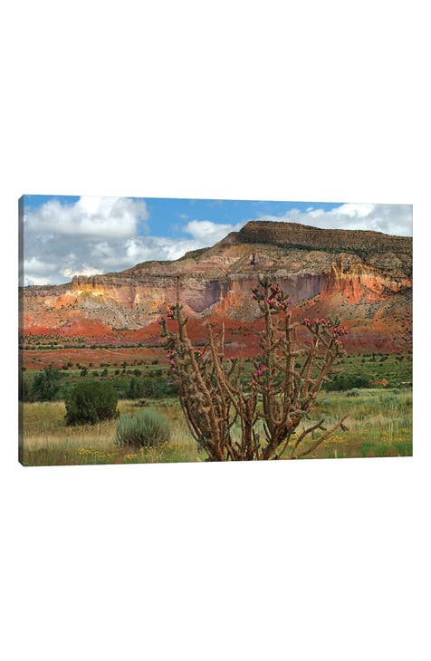 Chola cactus at Kitchen Mesa, Ghost Ranch, New Mexico, USA by Tim Fitzharris Canvas Wall Art