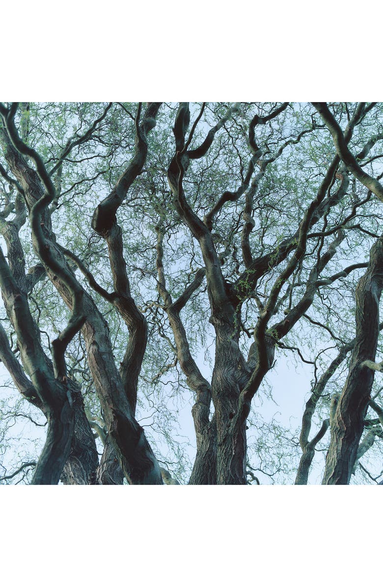 BYREDO Tree House Room Spray, Alternate, color,