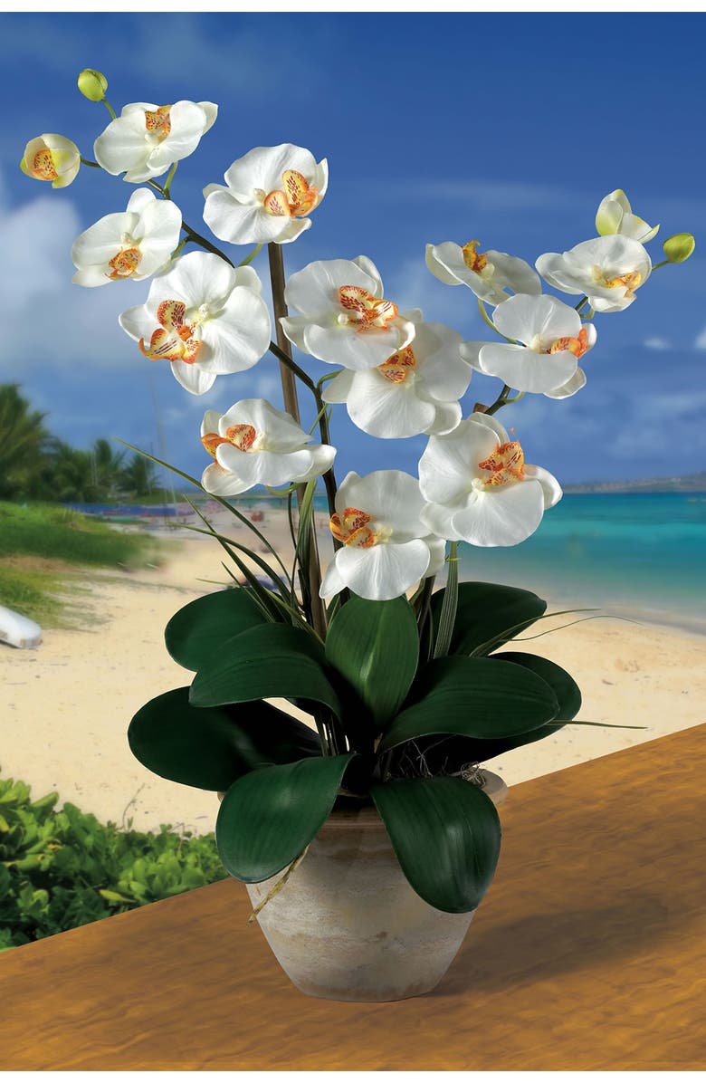 NEARLY NATURAL Double Phalaenopsis Silk Orchid Flower Arrangement - Natural, Alternate, color, Natural