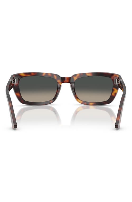Persol Sunglasses In Havana