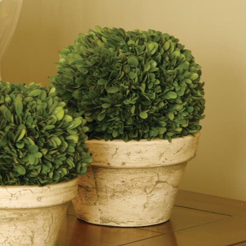 Napa Home & Garden Boxwood Ball In Pot Large In Multi