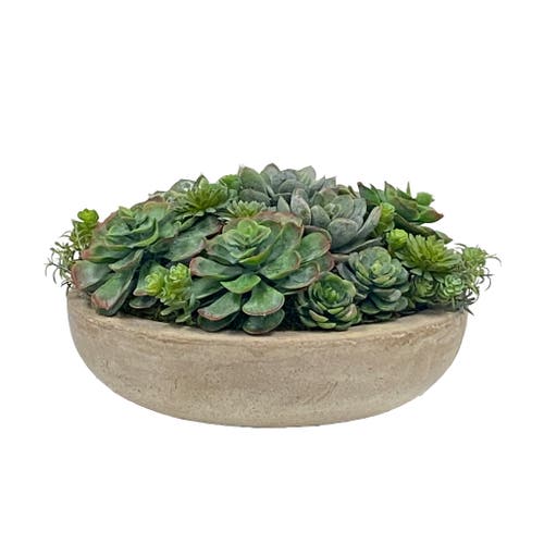 Winward Home Succulent Mix In Round Bowl In Brown