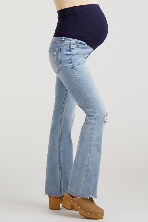 Pinkblush Blue Distressed Bootcut Maternity Jeans In Blue