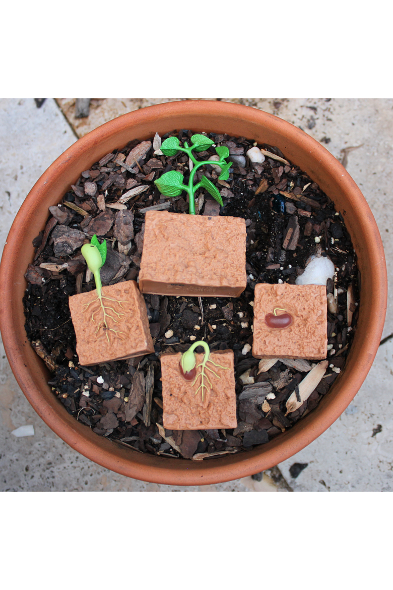 Life Cycle Of A Green Bean Plant, Alternate, color, No Color