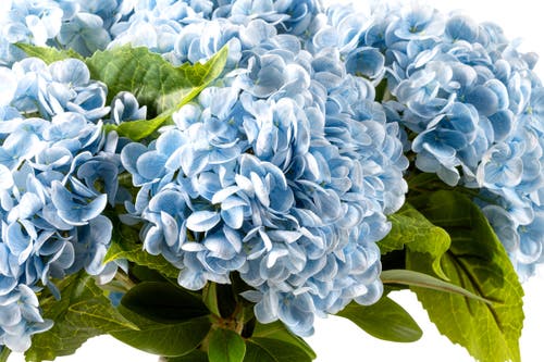 Cocobella Marla Realtouch Hydrangea Arrangement In Blue