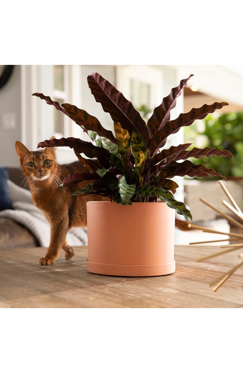 Bloem Mathers 5"W x 7"H Gardening Planter with Saucer Tray, Muted Terra Cotta, Alternate, color, Orange