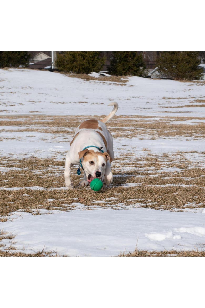 FloTex Ball, Large, 3.25 Inches, Green, Dog Toy, Alternate, color, Green