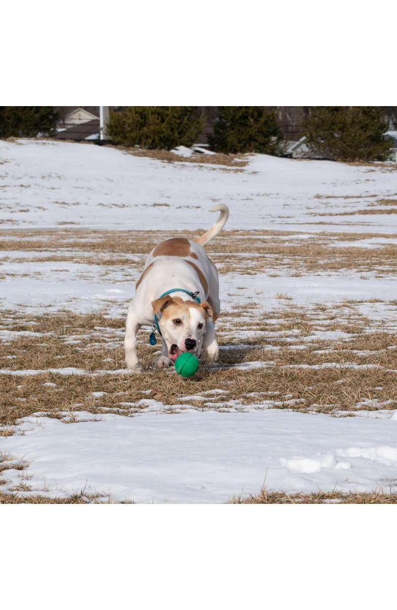 PetKORE FloTex Ball, Large, 3.25 Inches, Green, Dog Toy, Alternate, color, Green