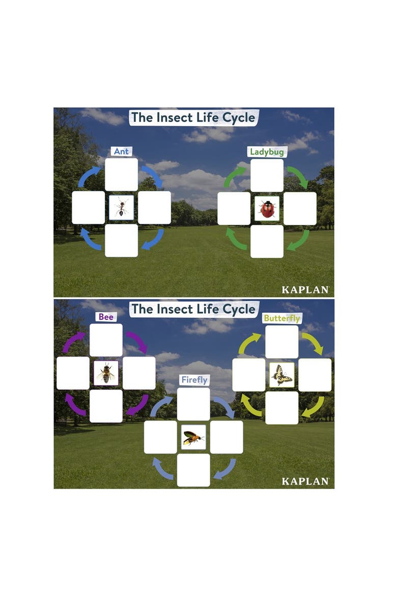 Insect Life Cycle Game - Investigate Bees, Ants, Butterfly and Firefly, Alternate, color, Multicolor
