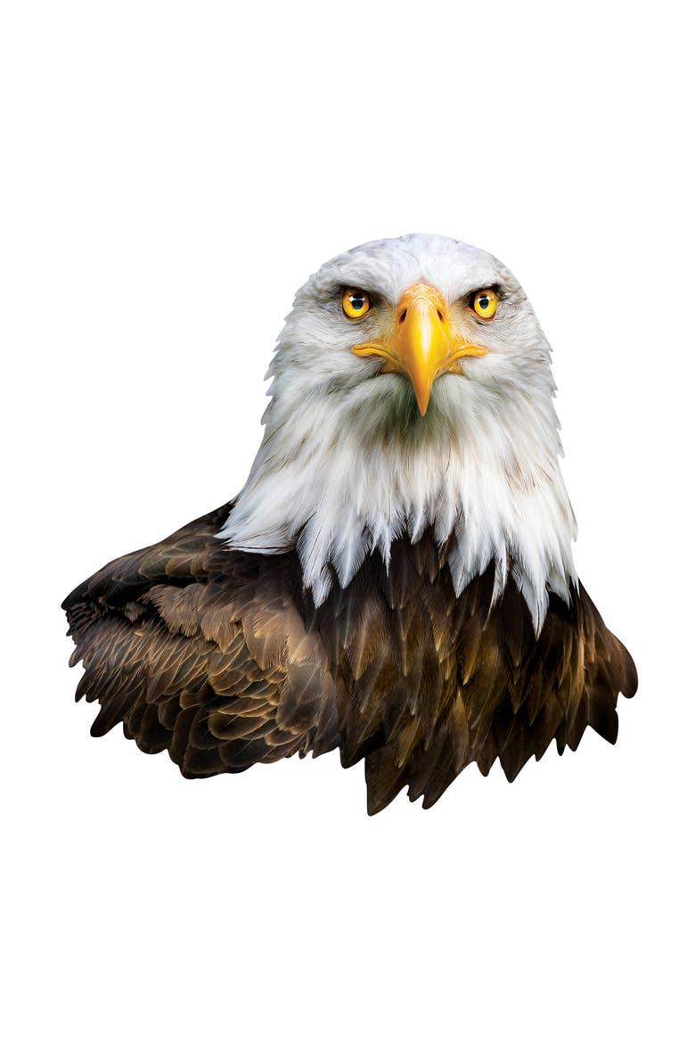 Eagle 100 Piece Shaped Jigsaw Puzzle, Alternate, color, Multicolor