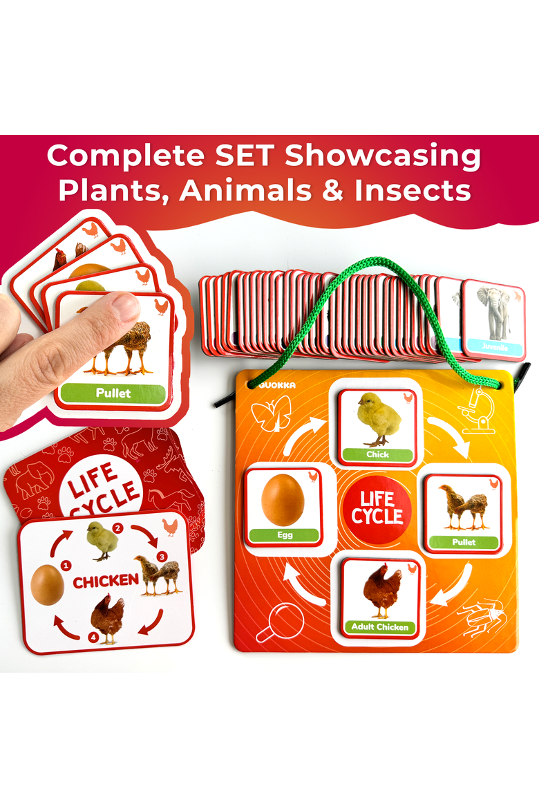 Kids Magnetic Learning Cards Set Life Cycle, Alternate, color, Part 1