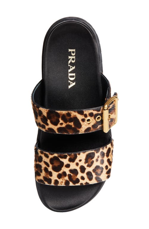 Prada Leopard Buckle Sporty Slide Sandals