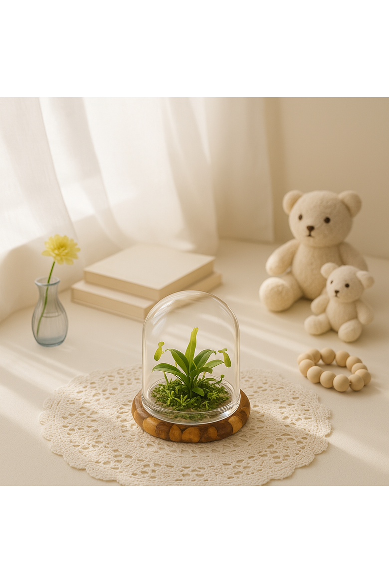 Live Pitcher Plant Terrarium, Alternate, color, Green
