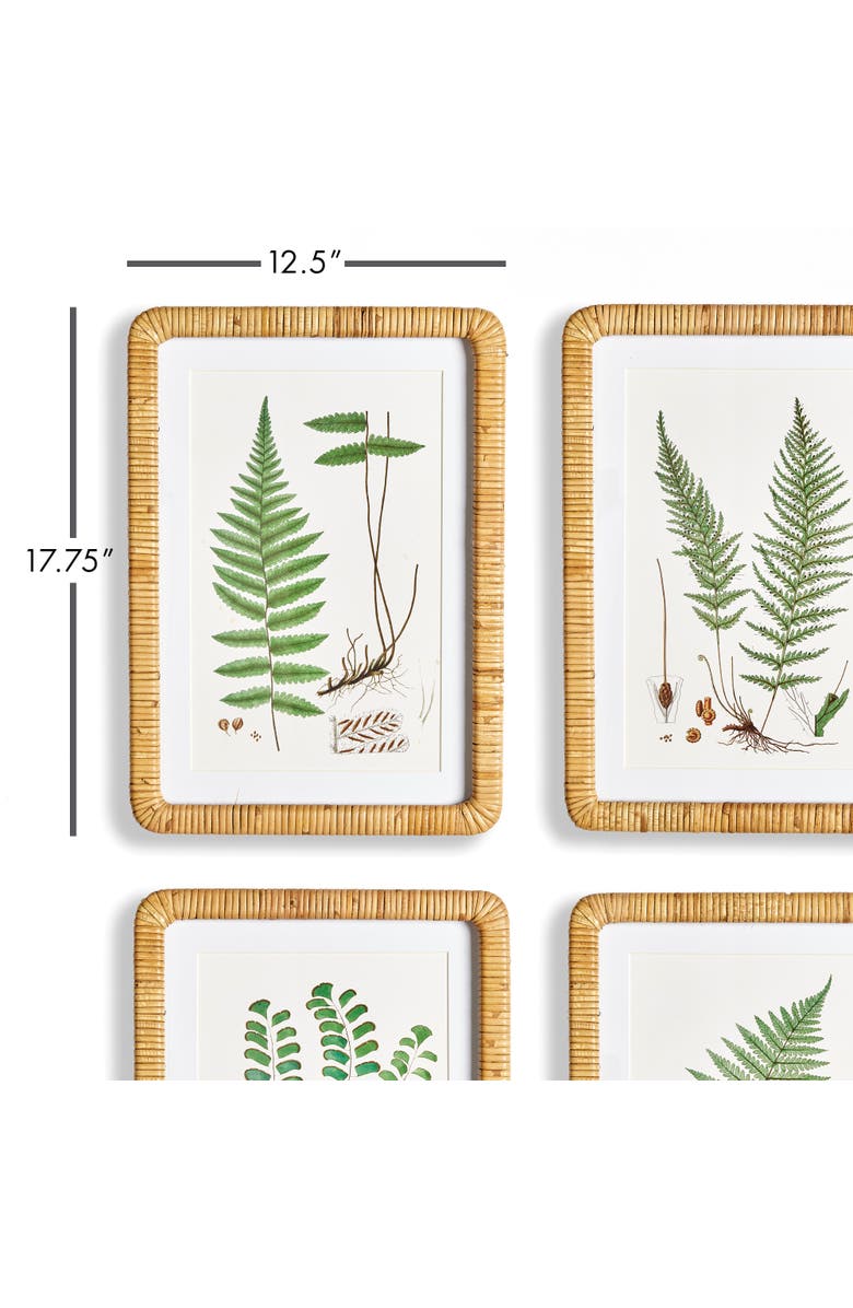 Napa Home & Garden Forest Fern Prints Set of 4, Alternate, color, 