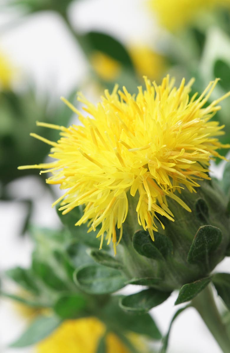 Clé de Peau Beauté Firming Serum Supreme, Alternate, color, Regular