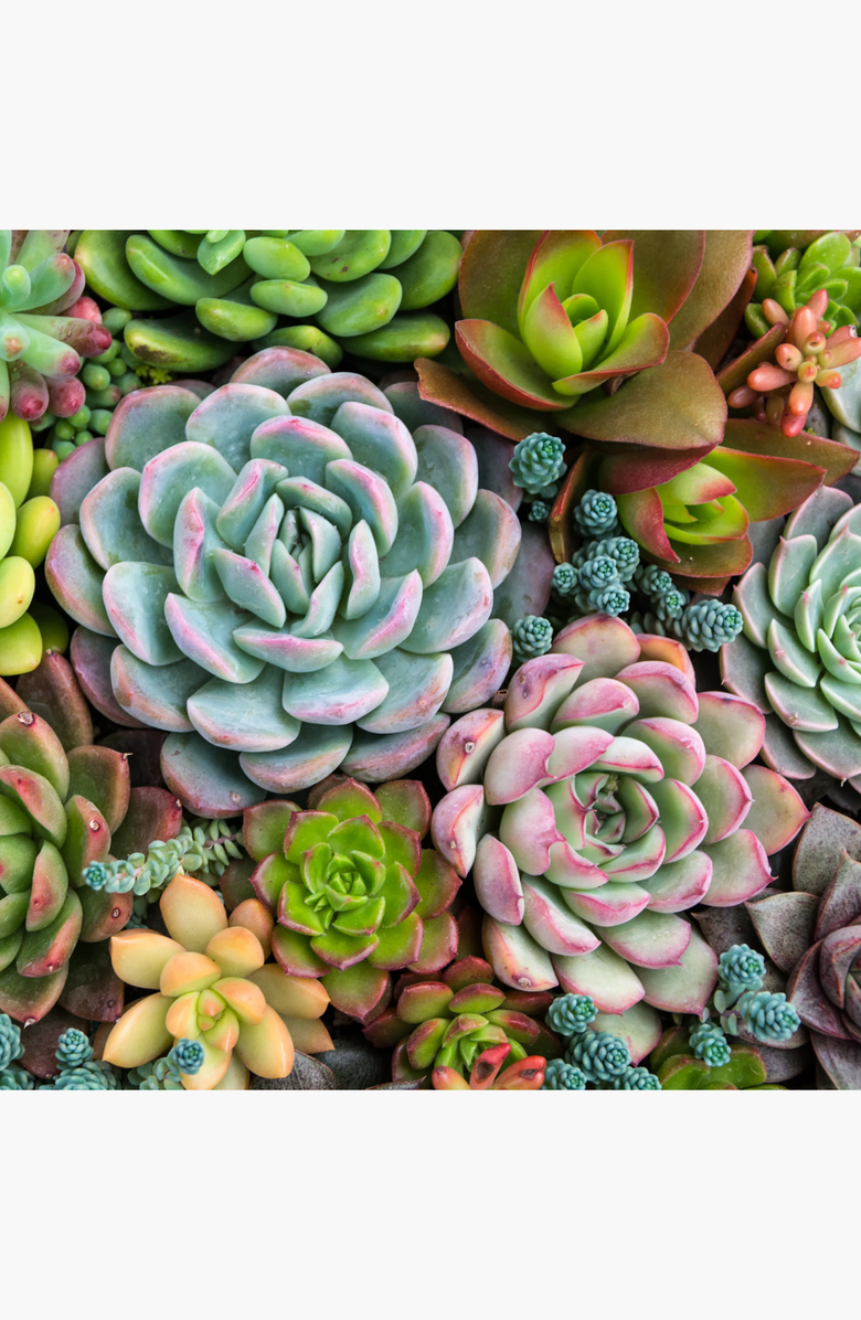 Pink Picasso Kits Sensitive Succulents Paint by Numbers Kit, Alternate, color, Greens / Pinks