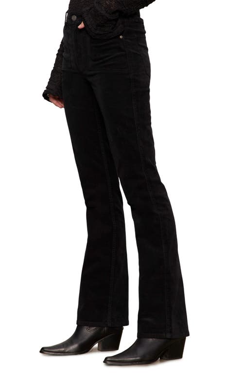 Sanctuary High Waist Bootcut Velveteen Pants In Black