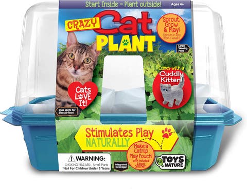 Miniature Worlds Organic Catnip Windowsill Terrarium Starter Kit, Complete Supplies and Easy-to-Grow Indoor Plants