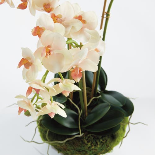 Napa Home & Garden Phalaenopsis Mini Garden Artificial Plant Drop-in In Green