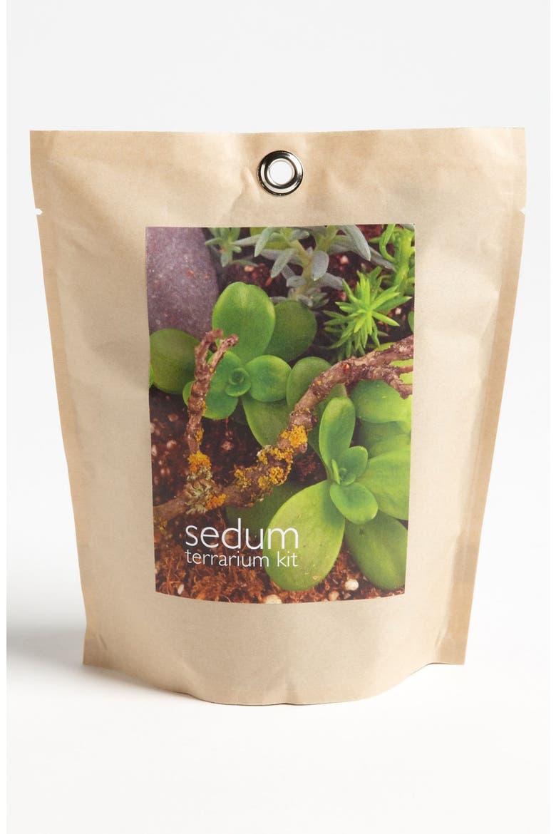 Sedum Terrarium Kit, Main, color, BROWN