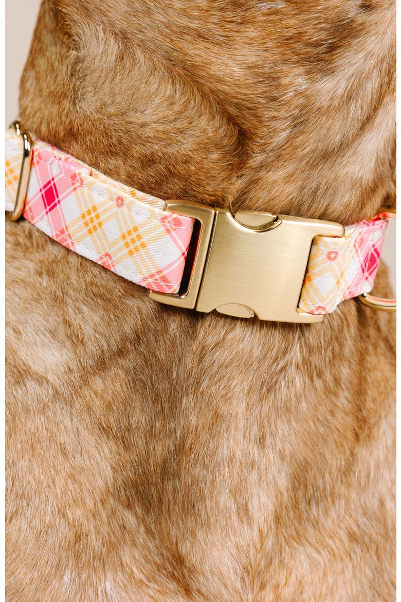 Lottie Dog Collar, Alternate, color, Lottie