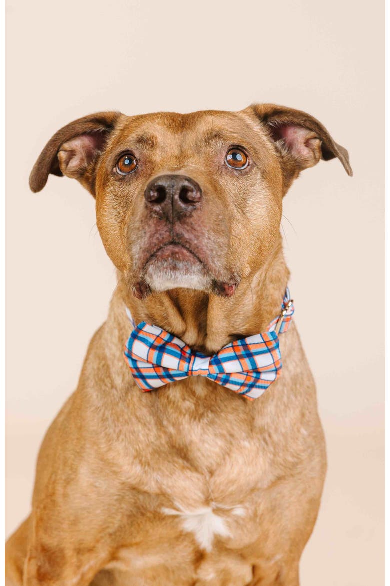 Ringo Bow Tie, Alternate, color, Ringo