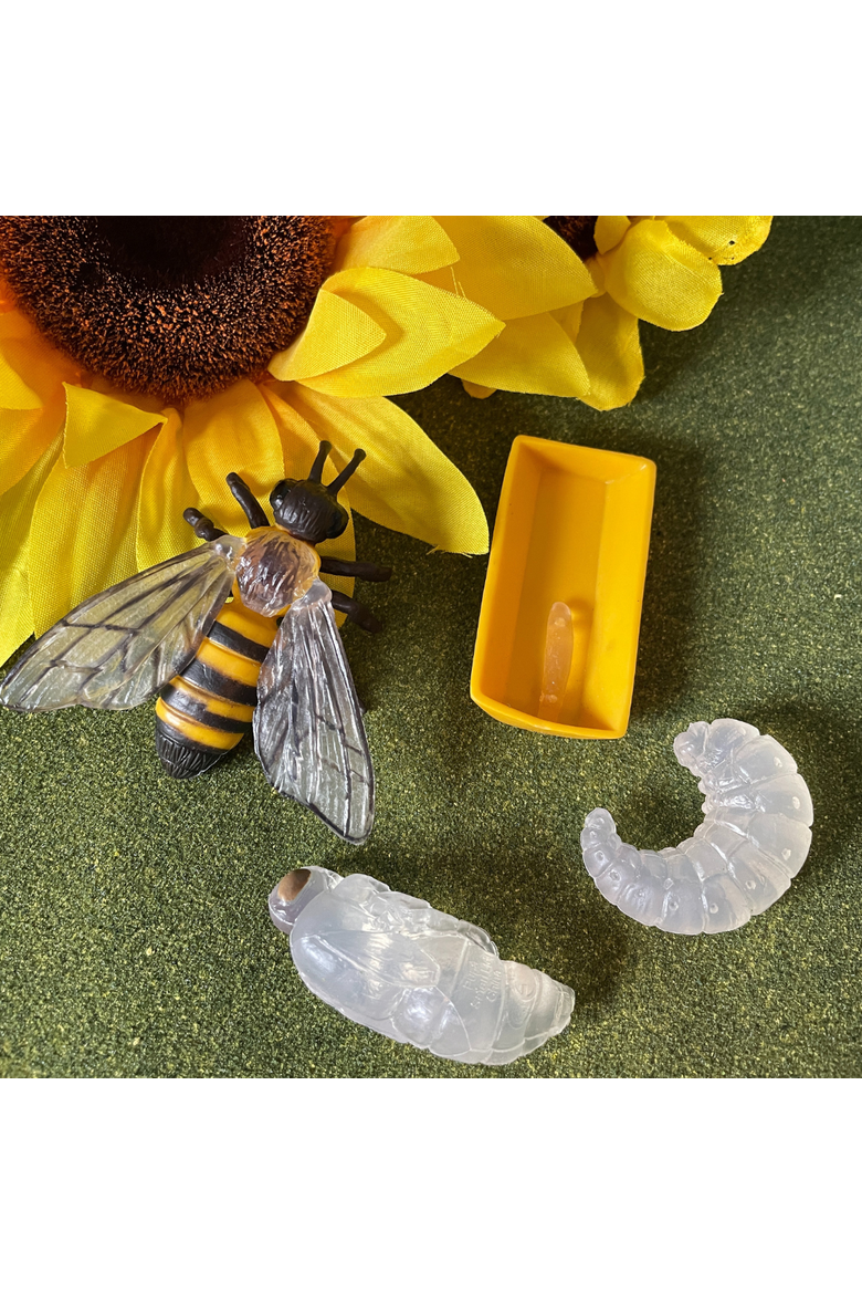Life Cycle Of A Honey Bee, Alternate, color, No Color