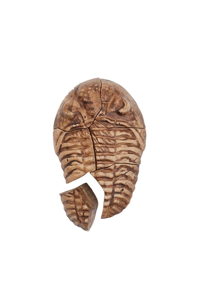 Magnetic Fossil 3D Puzzle - Trilobite - 6 Pieces, Alternate, color, Multicolor