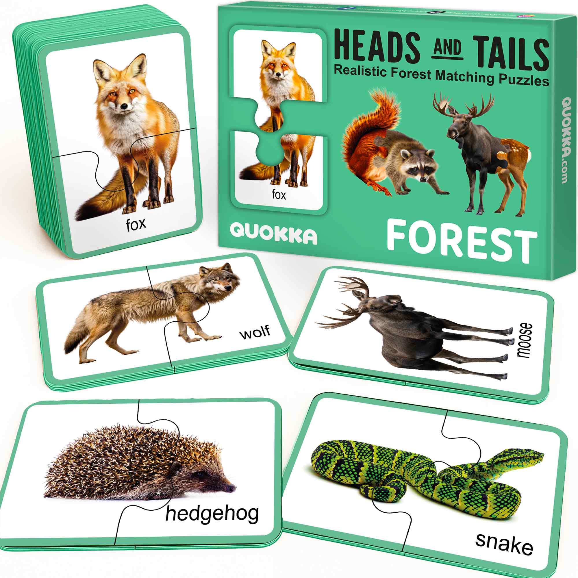 Forest Animals